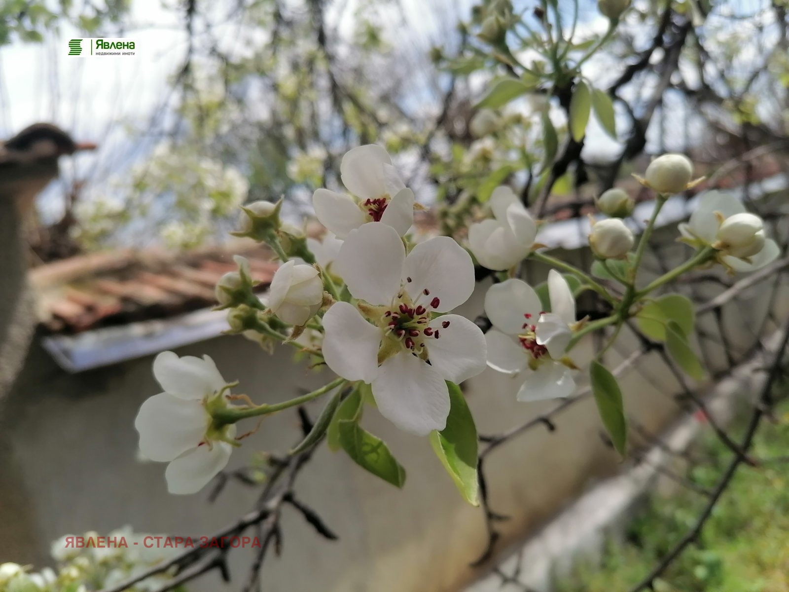 ������� ������ | Imot.bg � ����������� 1