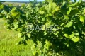 Продава ПАРЦЕЛ, с. Бенковски, област Варна, снимка 2
