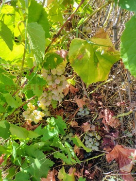 ������� ���������� ���� | Imot.bg � ����� ������ 9