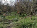 Продава ПАРЦЕЛ, област Добрич, с. Богдан • 5000 лв. / 2556.46 € • 59758154 1