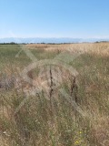 Продава ПАРЦЕЛ, с. Войводиново, област Пловдив, снимка 2