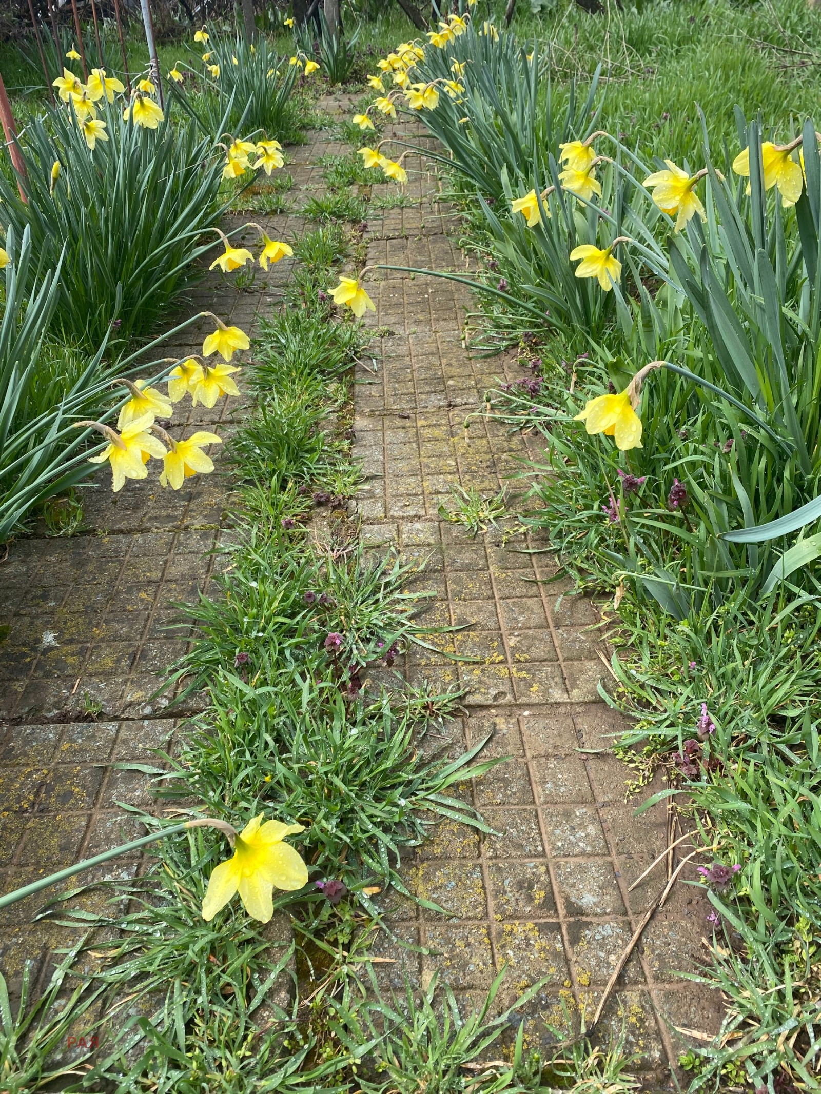 Продава КЪЩА, гр. София, гр. Нови Искър