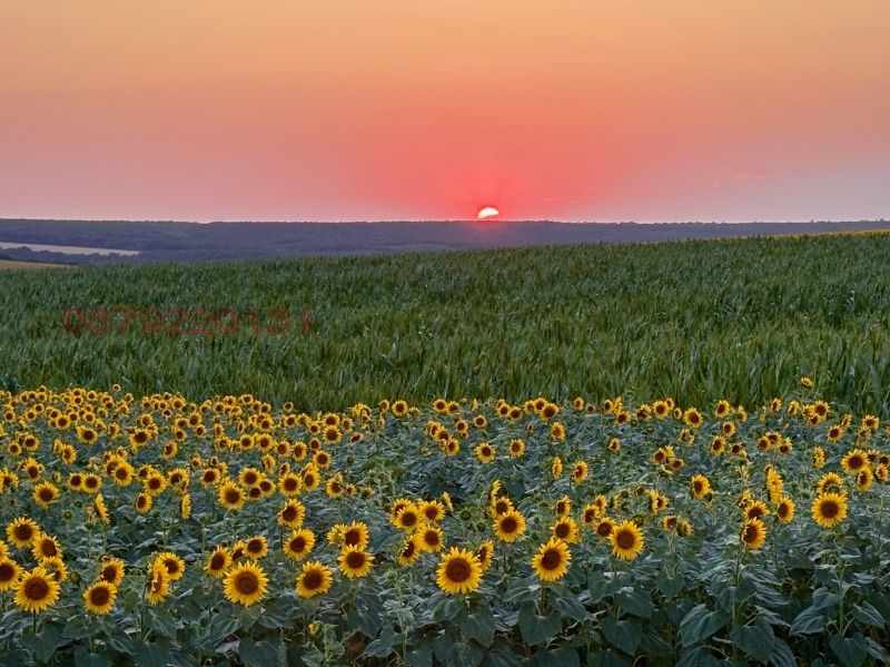 Продава ЗЕМЕДЕЛСКА ЗЕМЯ, с. Бабук, област Силистра