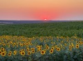 Продава  Земеделска земя област Силистра , с. Бабук , 5.693 дка | 61689667