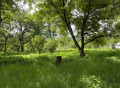 Продава КЪЩА, област Ловеч, с. Голяма Желязна • 24000 € • 50865609 — Holmes.bg