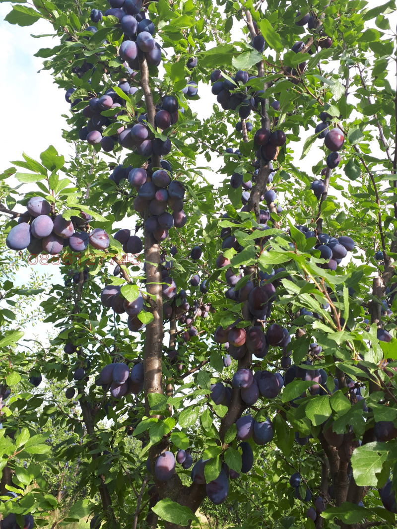 Продава ЗЕМЕДЕЛСКА ЗЕМЯ, гр. Севлиево, област Габрово, снимка 7 - Земеделска земя - 52781674