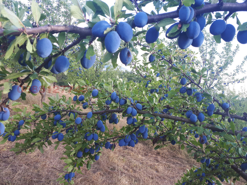 Продава ЗЕМЕДЕЛСКА ЗЕМЯ, гр. Севлиево, област Габрово, снимка 4 - Земеделска земя - 52781674