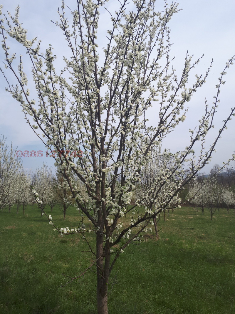 Продава ЗЕМЕДЕЛСКА ЗЕМЯ, гр. Севлиево, област Габрово, снимка 6 - Земеделска земя - 52781674