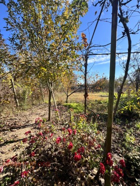 Land Dobrisj, region Dobrich 6