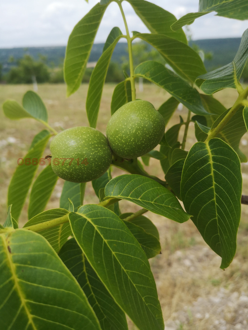 In vendita  Terra regione Varna , m-t Perchemliiata , 12 dka | 95320587 - Immagine [4]