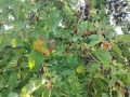 Продава КЪЩА, с. Китка, област Варна, снимка 15