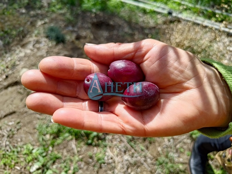 ������� ������ | Imot.bg � ����������� 5