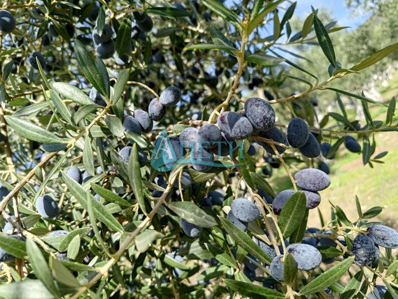 Продава ПАРЦЕЛ, Извън страната, област Извън страната, снимка 6 - Парцели - 53004268