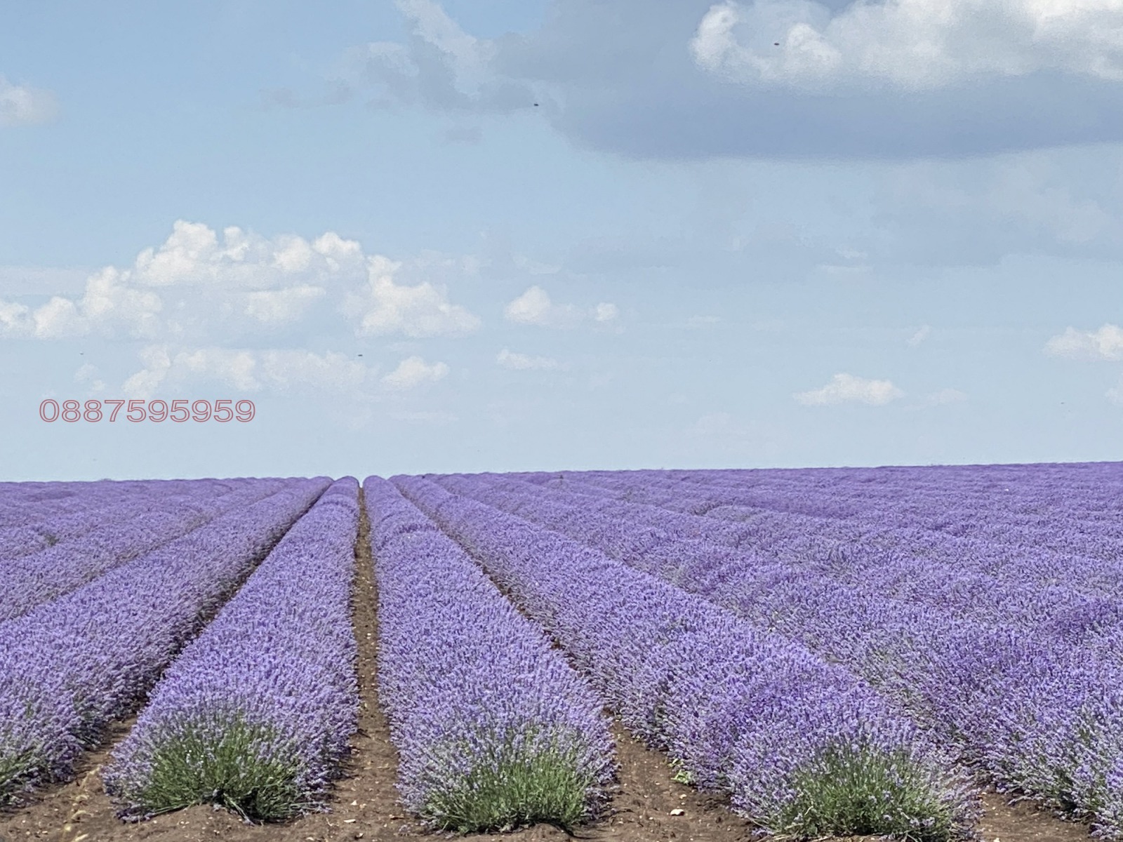 Продава БИЗНЕС ИМОТ, с. Средно градище, област Стара Загора, снимка 12 - Други - 54919304