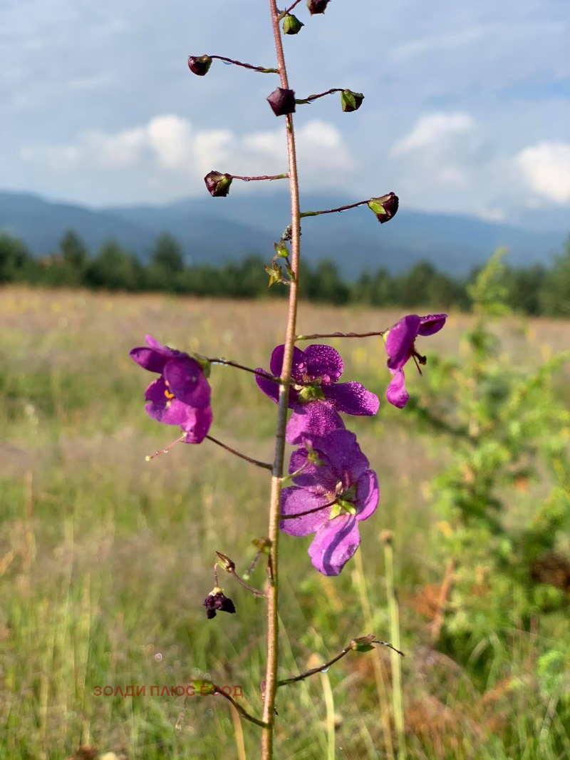 Продава ПАРЦЕЛ, с. Мала църква, област София област, снимка 10 - Парцели - 52771316