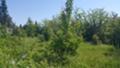Продава ПАРЦЕЛ, гр. Берковица, област Монтана, снимка 2
