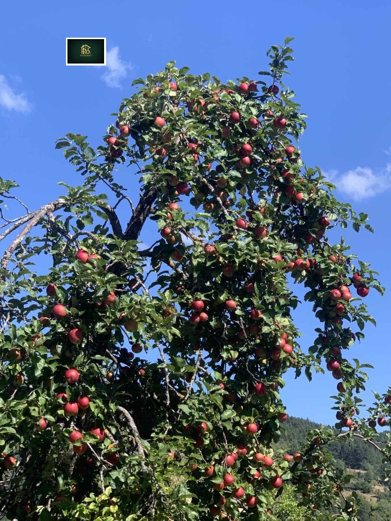 Продава ЗЕМЕДЕЛСКА ЗЕМЯ, с. Дебели лаг, област Перник, снимка 5 - Земеделска земя - 53072118