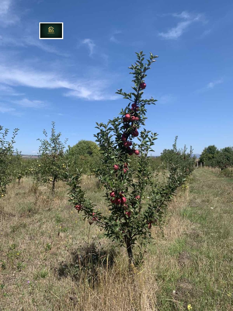 Продава ЗЕМЕДЕЛСКА ЗЕМЯ, с. Дебели лаг, област Перник, снимка 2 - Земеделска земя - 53296950