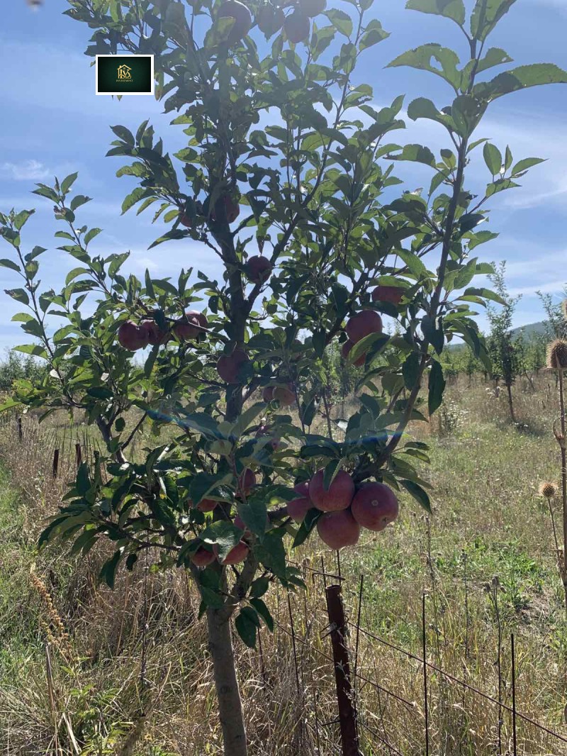 Продава ЗЕМЕДЕЛСКА ЗЕМЯ, с. Дебели лаг, област Перник, снимка 2 - Земеделска земя - 53072118