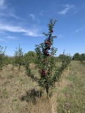 Продава ЗЕМЕДЕЛСКА ЗЕМЯ, с. Дебели лаг, област Перник, снимка 2