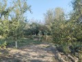 Продава ПАРЦЕЛ, област Стара Загора, с. Тулово • 23000 € • 49119682 — Holmes.bg