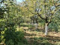 Продава ПАРЦЕЛ, област Стара Загора, с. Тулово • 23000 € • 49119682 — Holmes.bg