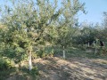 Продава ПАРЦЕЛ, област Стара Загора, с. Тулово • 23000 € • 49119682 — Holmes.bg