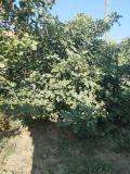 Продава ПАРЦЕЛ, област Стара Загора, с. Тулово • 23000 € • 49119682 — Holmes.bg
