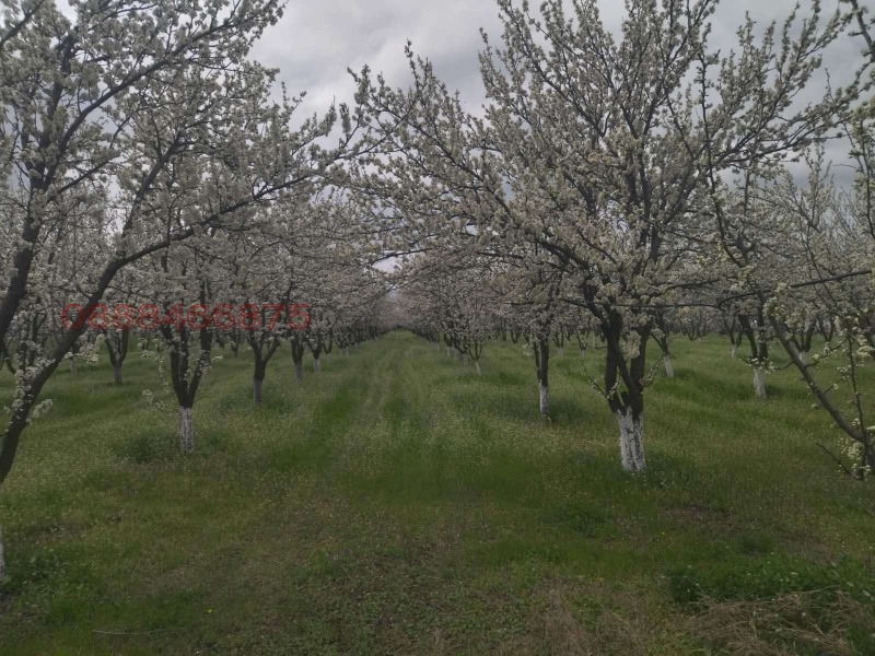 Продава ЗЕМЕДЕЛСКА ЗЕМЯ, гр. Айтос, област Бургас, снимка 2 - Земеделска земя - 53048367