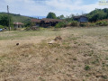 Продава ПАРЦЕЛ, с. Горно Церовене, област Монтана, снимка 2