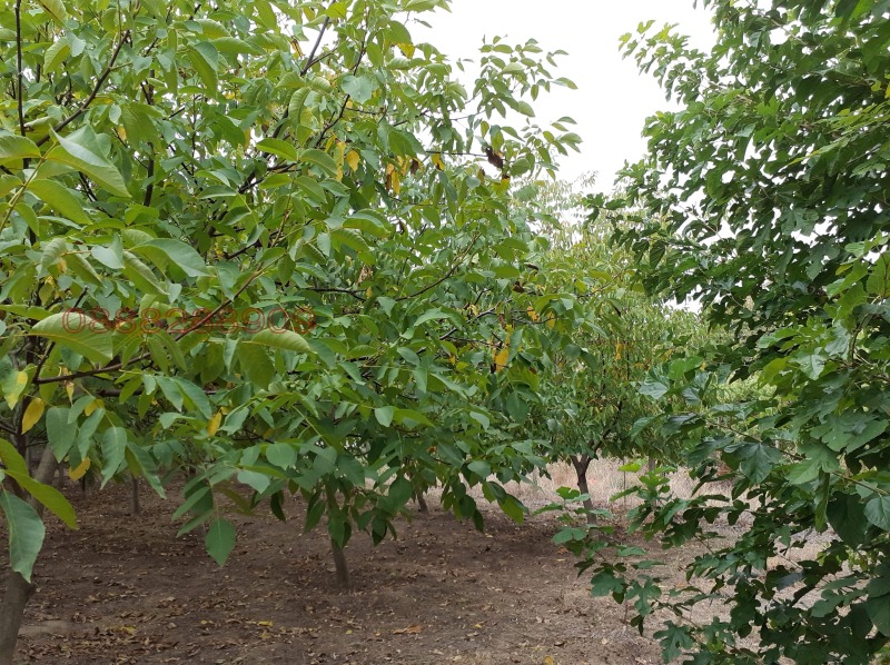 Продава ПАРЦЕЛ, с. Виноградец, област Пазарджик, снимка 3 - Парцели - 53137909