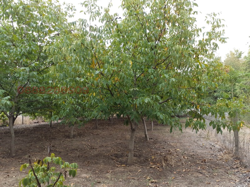 Продава ПАРЦЕЛ, с. Виноградец, област Пазарджик, снимка 4 - Парцели - 53137909