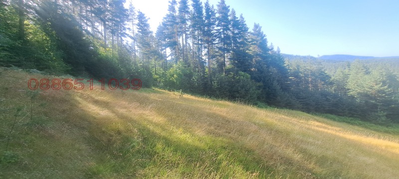 Продава ЗЕМЕДЕЛСКА ЗЕМЯ, с. Давидково, област Смолян, снимка 3 - Земеделска земя - 52781327