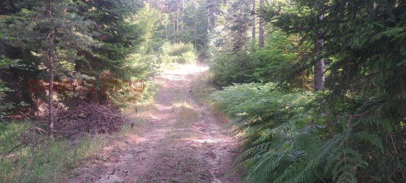 Продава ЗЕМЕДЕЛСКА ЗЕМЯ, с. Давидково, област Смолян, снимка 6 - Земеделска земя - 52781327