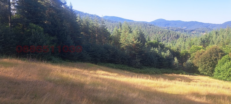 Продава ЗЕМЕДЕЛСКА ЗЕМЯ, с. Давидково, област Смолян, снимка 4 - Земеделска земя - 52781327