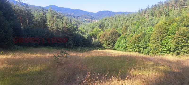 Продава ЗЕМЕДЕЛСКА ЗЕМЯ, с. Давидково, област Смолян, снимка 2 - Земеделска земя - 52781327