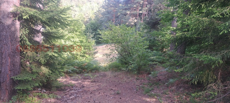 Продава ЗЕМЕДЕЛСКА ЗЕМЯ, с. Давидково, област Смолян, снимка 5 - Земеделска земя - 52781327