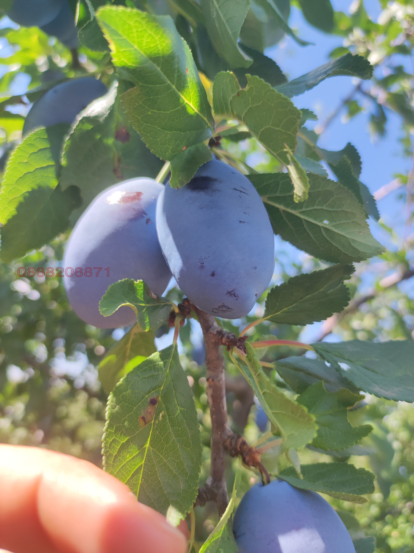 ������� ���������� ���� | Imot.bg � ����������� 1