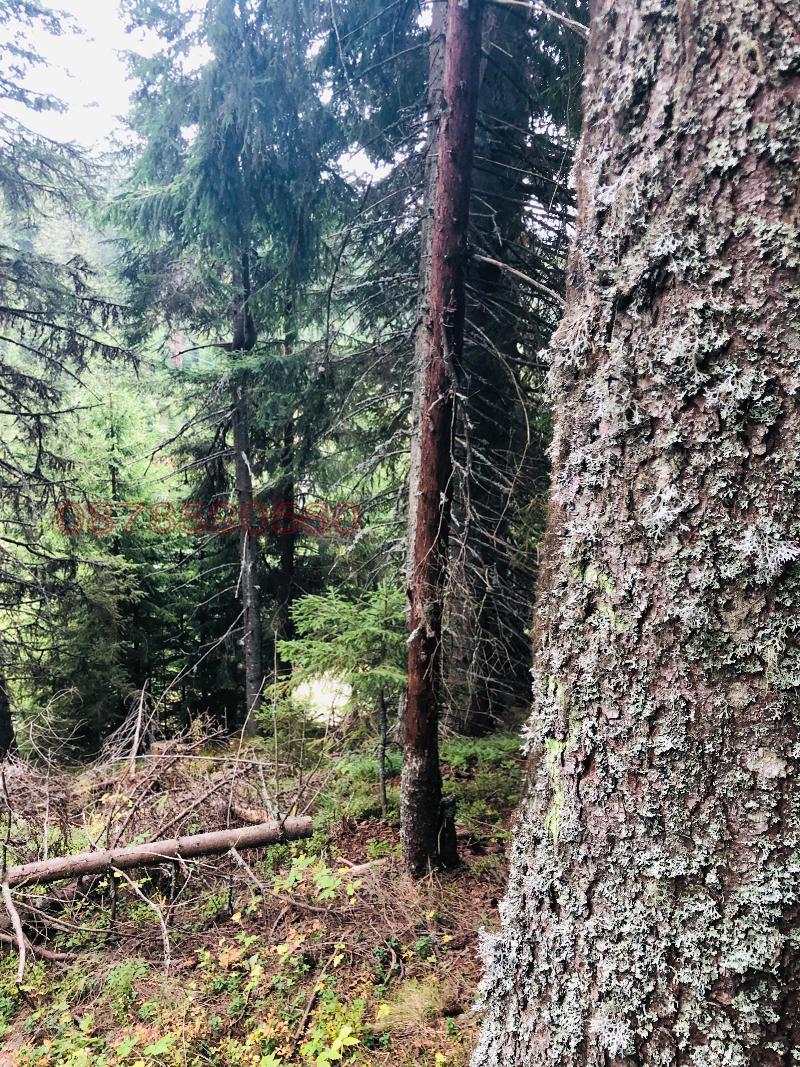 Продава ПАРЦЕЛ, с. Кутела, област Смолян, снимка 5 - Парцели - 52783082