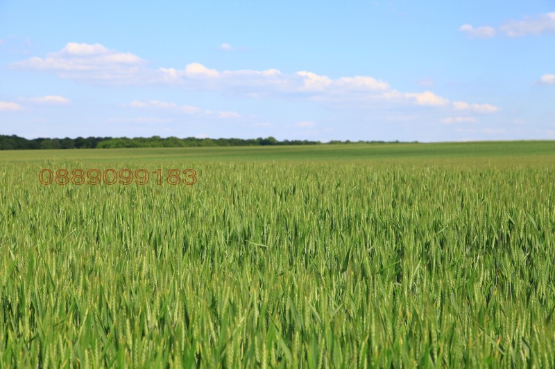 Продава ЗЕМЕДЕЛСКА ЗЕМЯ, с. Дъбовик, област Добрич