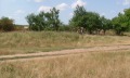 Продава ПАРЦЕЛ, с. Бдинци, област Добрич, снимка 7