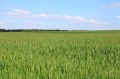Продава  Земеделска земя област Добрич , с. Дъбовик , 20 дка | 28546593