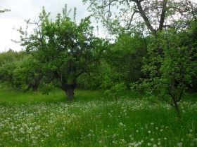 Hus Sjilentsi, region Kyustendil 10