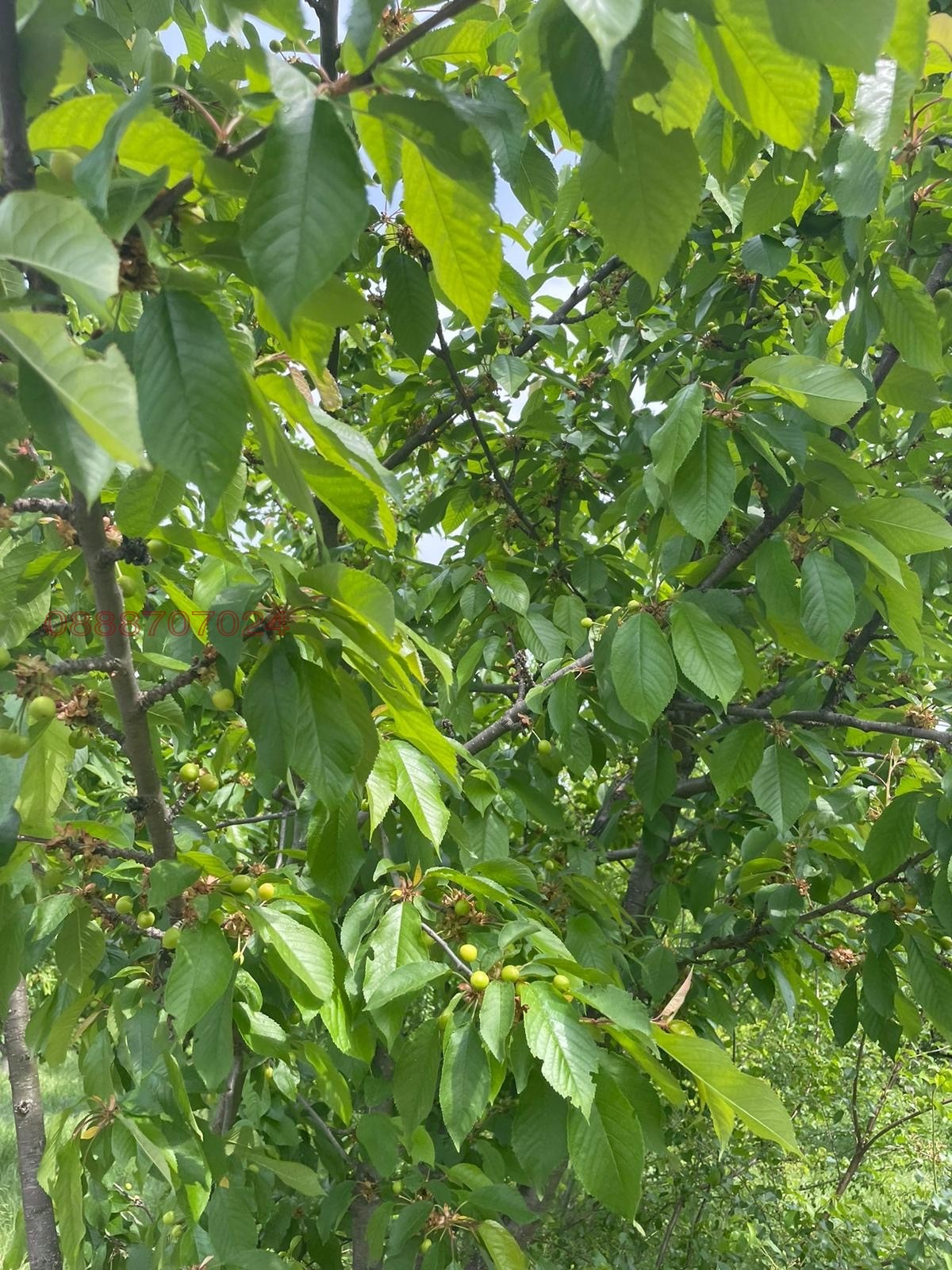 Продава ЗЕМЕДЕЛСКА ЗЕМЯ, с. Йоаким Груево, област Пловдив, снимка 5 - Земеделска земя - 53807735