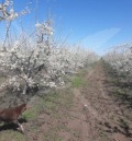 Продава ПАРЦЕЛ, с. Цалапица, област Пловдив, снимка 2
