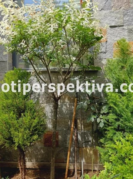 En venta  Casa Plovdiv , Kyuchuk Parizh , 146 metros cuadrados | 31226202 - imagen [13]