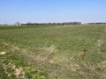 Продава ПАРЦЕЛ, с. Марково, област Пловдив, снимка 1