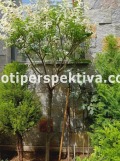 Продава КЪЩА, град Пловдив, Кючук Париж • 320000 € • 57992347 — Holmes.bg