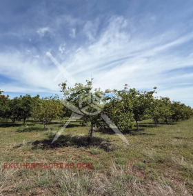 ����� ������� ������,��. ��������, ������ �������