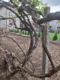 Продава КЪЩА, област Добрич, гр. Тервел • 185000 лв. • 46933253 — Holmes.bg